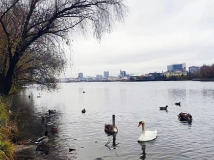 Нижнекамцам рассказали о зимующих лебедях