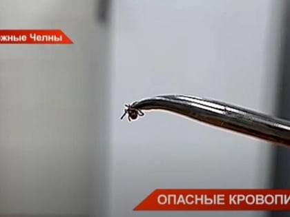 Опасные кровопийцы: жителям Татарстана разъяснили, как не стать жертвой клещей
