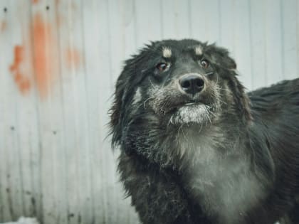 Казанец закидал собаку и ее хозяина камнями