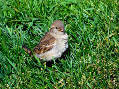 Госкомитет РТ по биоресурсам просит татарстанцев не подбирать молодых птенцов
