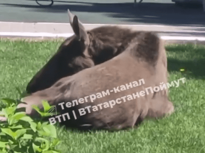 Казанцы нашли лосенка у 19-й гимназии