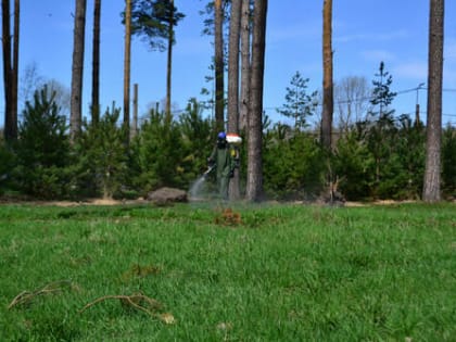 Эксперт КФУ назвал самые клещевые места. В&nbsp;списке — Лебяжье и&nbsp;Ново-Савиновский