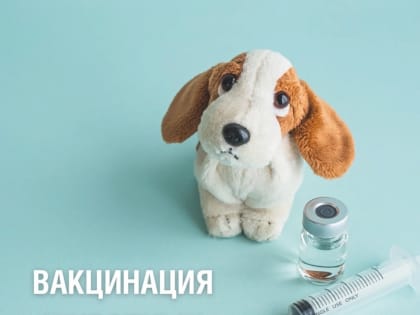 Зачем нужно вакцинировать питомцев?