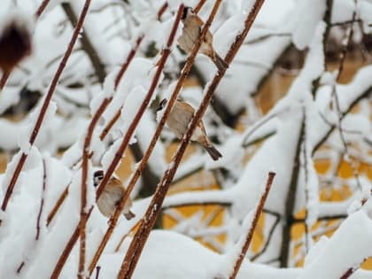 До -4 градусов и снег ожидаются в Татарстане в начале недели