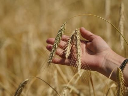 Определен уровень заражения семян