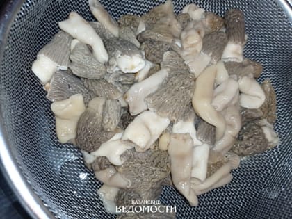 Вкусные грибы с неаппетитным названием: в окрестностях Казани появились сморчки