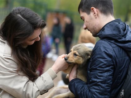 На акции «Лапа дружбы» казанцы смогут приютить собак из городских приютов