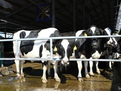 В Татарстане возьмут под контроль несанкционированный ввоз скота из-за угрозы бруцеллеза