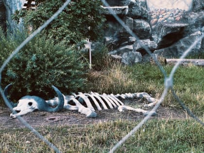 «Медведь с ума сходит»: казанцы жалуются на состояние зоопарка