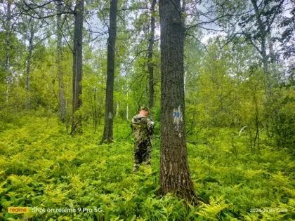 Результаты работы филиала по регулярным наземным наблюдениям за санитарным и лесопатологическим наблюдениям леса Республики Татарстан