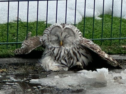 Сова летела в 