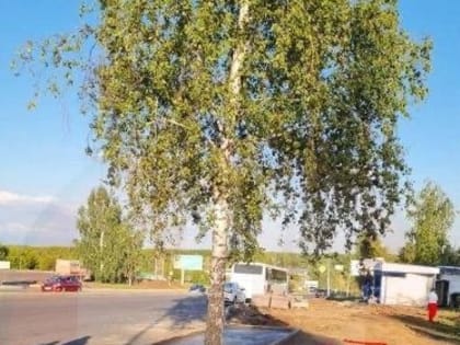 В Нижнекамске рабочий забетонировал дерево