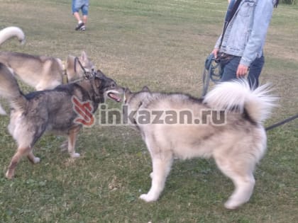 Полиция не реагирует: правозащитник пожаловался на собак в парке Победы