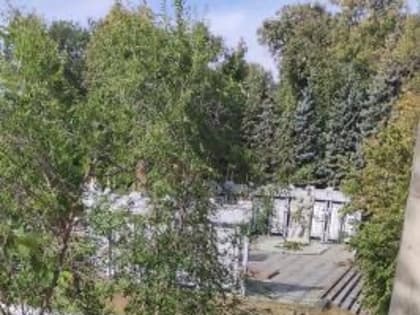 Татарстанцы пожаловались на вырубку здоровых деревьев