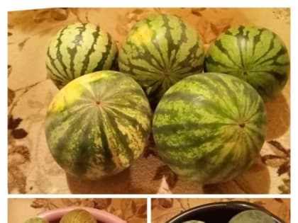 Жительница Салаушей много лет выращивает бахчевые культуры