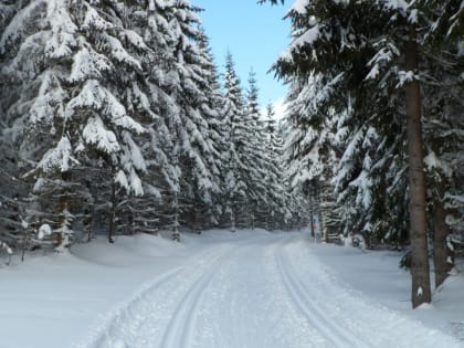 В Татарстане утверждены маршруты патрулирования лесов на 2025 год