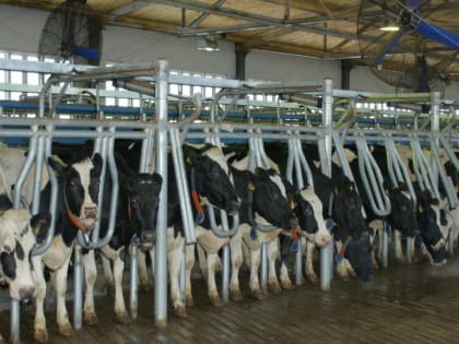 Производство молока в сельскохозяйственных предприятиях