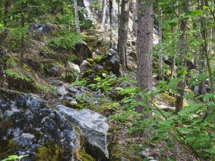 Минниханов поздравил лесников с профессиональным праздником
