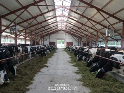 Отказаться от покупки мяса на трассе и с рук: стоит ли опасаться сибирской язвы в Татарстане
