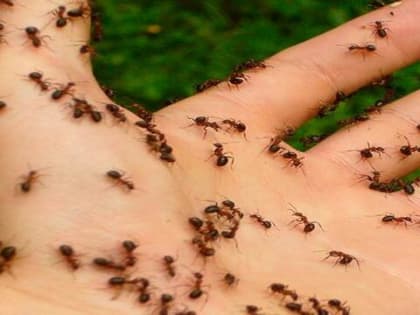 Вечером разложила дармовое средство&nbsp;— утром муравьев нет: хитрые дачники берут крыши от&nbsp;бутылок и&nbsp;заполняют только этим&nbsp;— агроном подтвердил