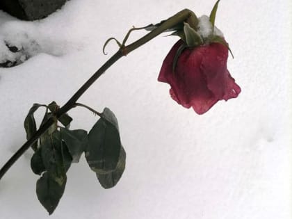 «Нашла силы жить»: как Вера, Надежда, Катя и мать их София спаслись в приюте «Колыбель»