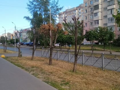 «На глазах умирают от жажды»: казанцы пожаловались на отсутствие полива деревьев