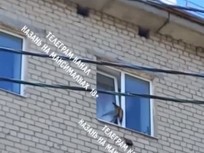 Казанцы спасли застрявшего в окне пятиэтажки кота