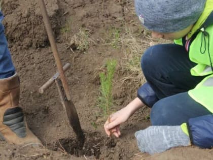 В Альметьевске пройдет природоохранная акция «Сад памяти»