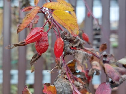 Топ 10 полезных свойств шиповника