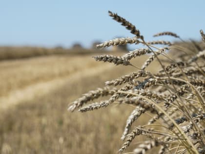 Рустам Минниханов поздравил земледельцев Нурлатского района, которые в числе первых в Татарстане завершили уборку зерновых культур
