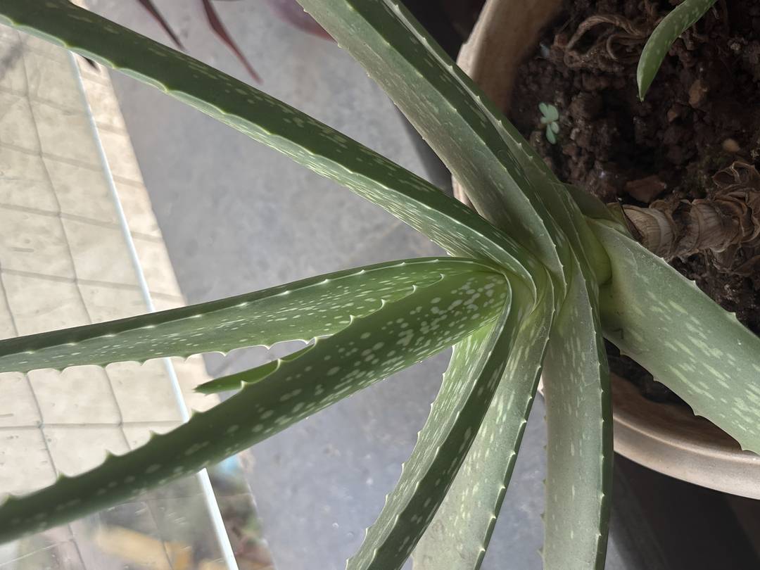 aloe