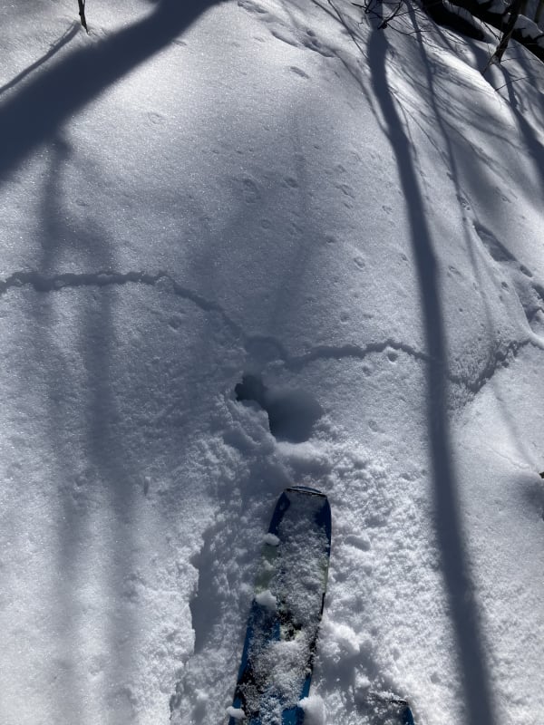 Observation photo 2