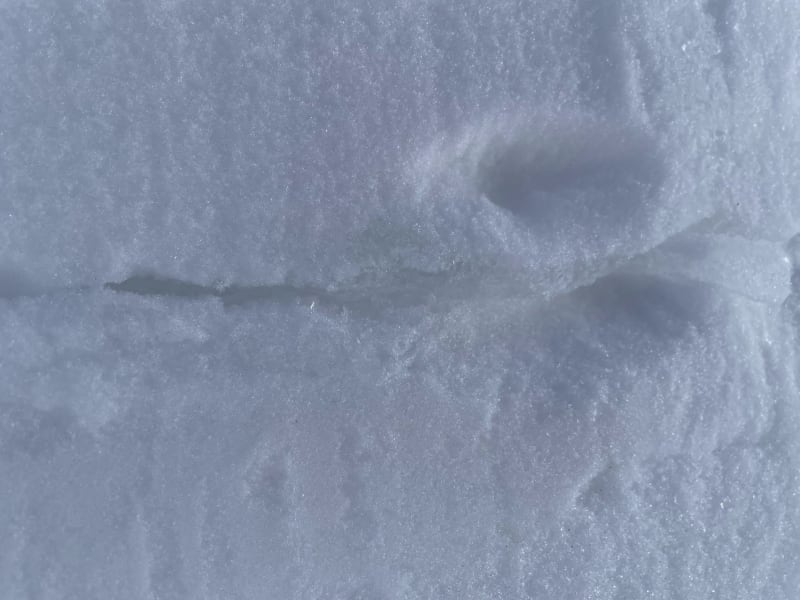 Observation photo 5