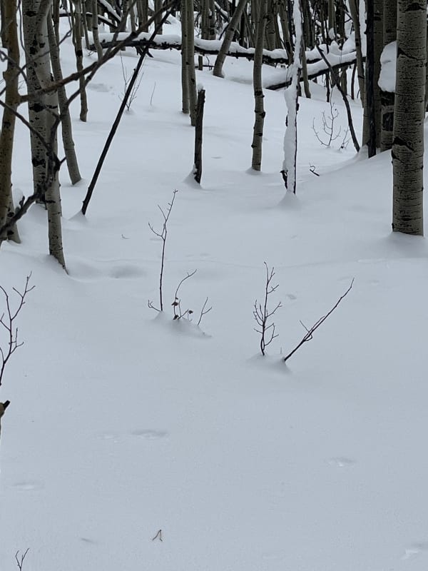 Observation photo 2