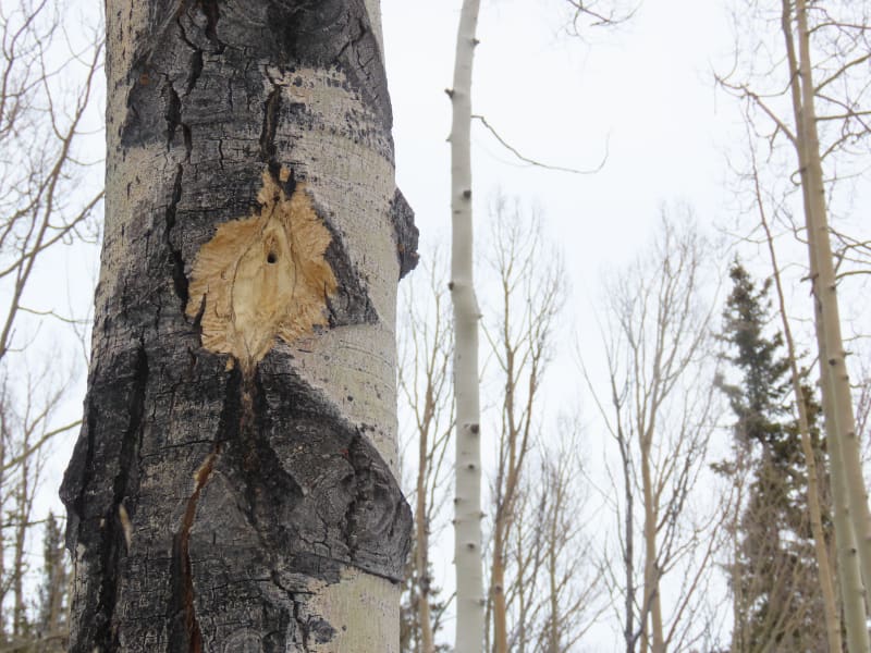 Observation photo 1