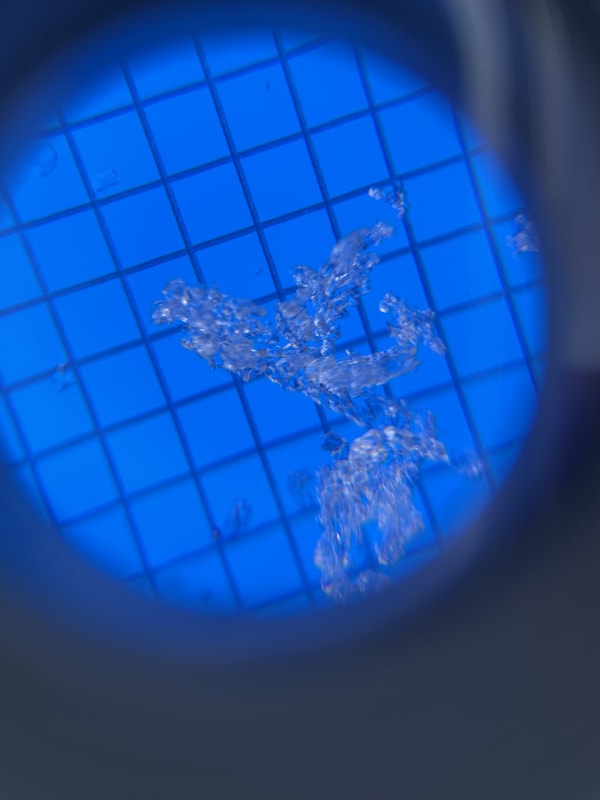 Observation photo 3