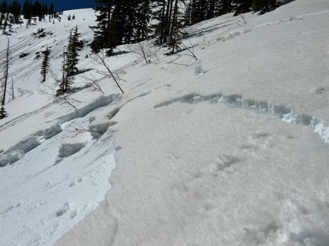 Observation photo 2