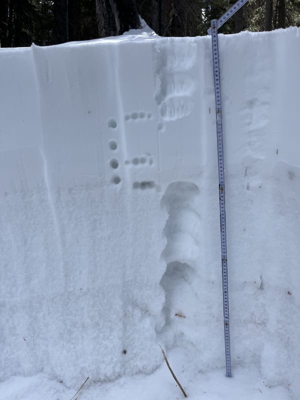 Observation photo 1