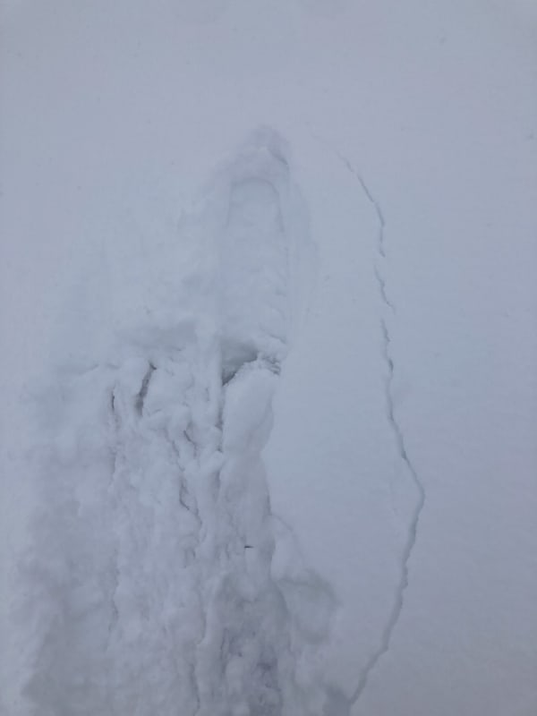 Observation photo 1
