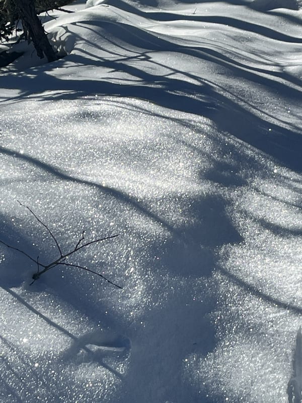Observation photo 5