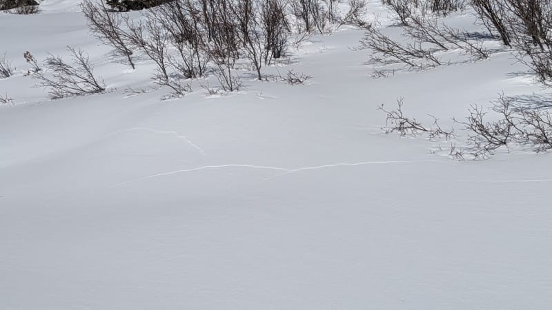 Observation photo 2