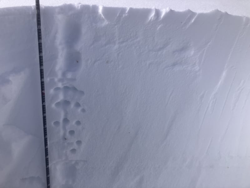 Observation photo 1
