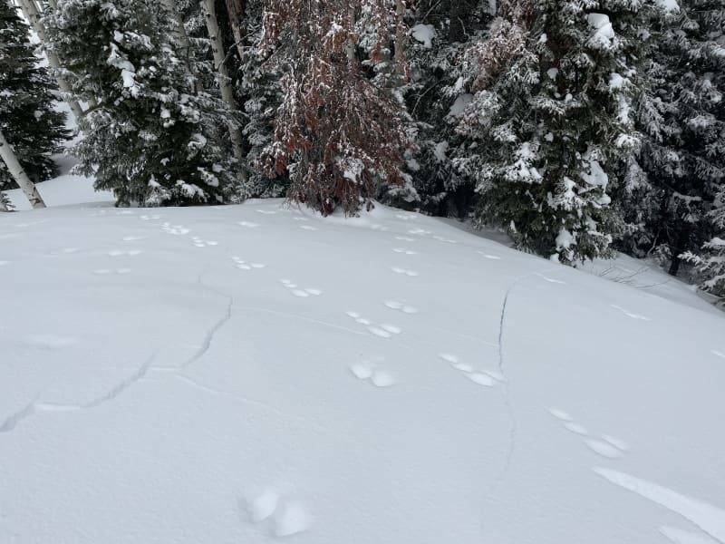 Observation photo 2