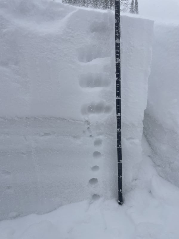 Observation photo 3