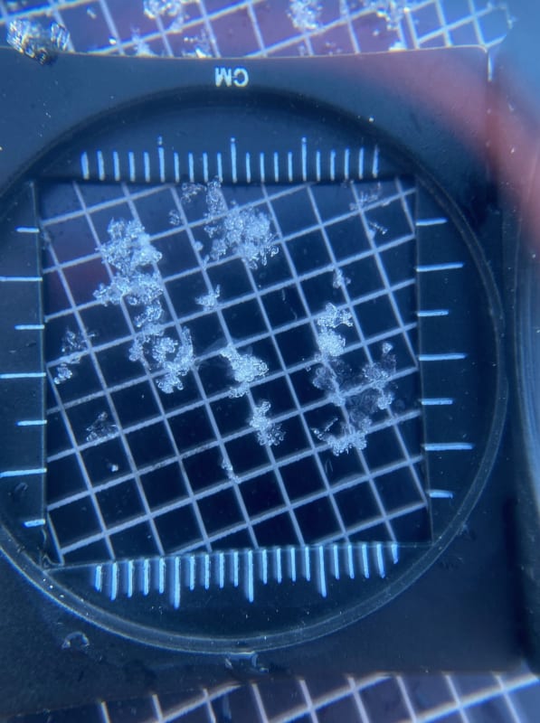 Observation photo 4