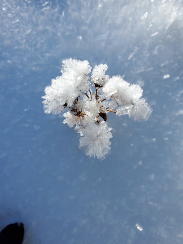 Observation photo 1