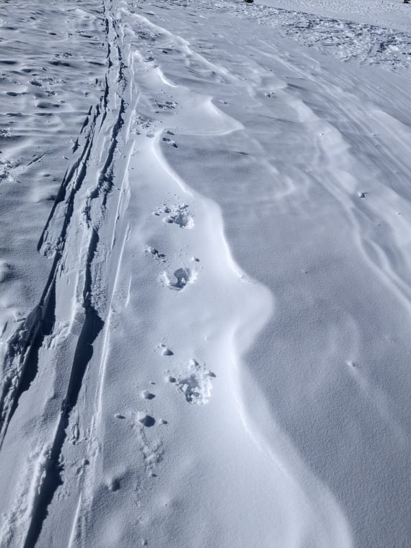 Observation photo 1