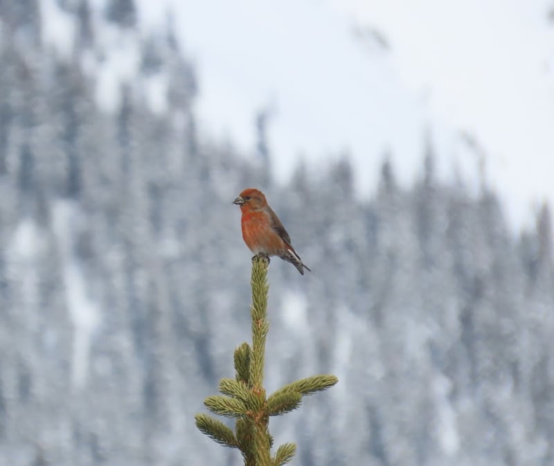 Observation photo 6