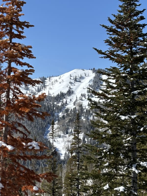 Observation photo 1