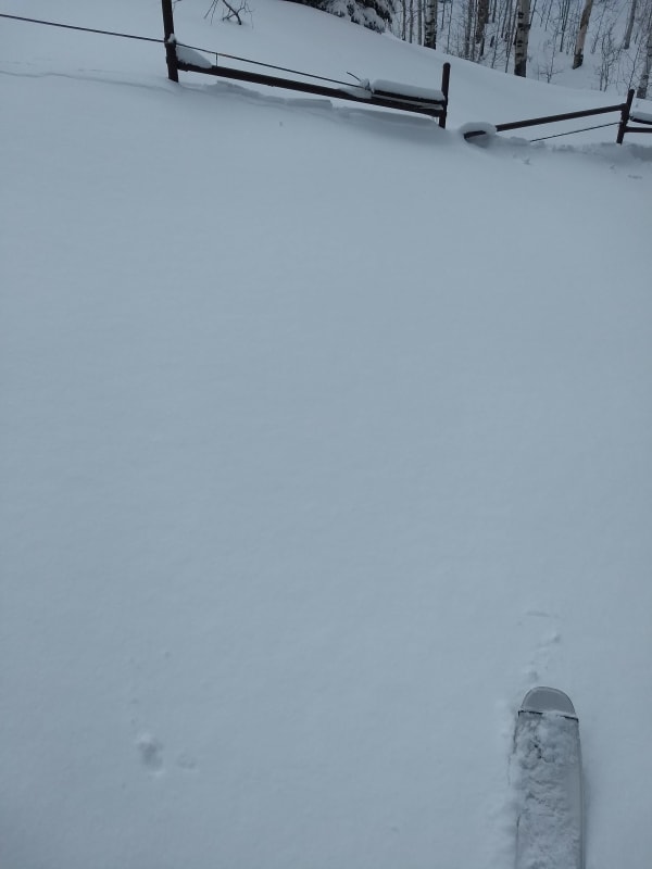 Observation photo 1